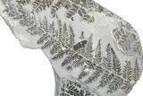 Carboniferous Fossil Fern (Sphenopteris) Plate - France #378129-1